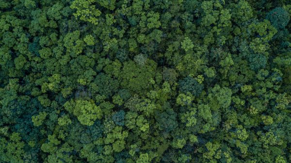 Aerial top view forest tree