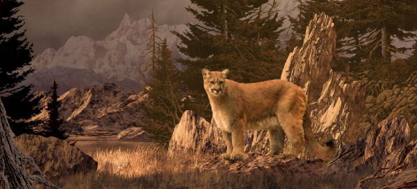 Mountain Lion An original 10x22 painting by Larry Jacobsen of a cougar in the Colorado Rockies.