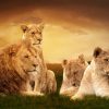 Photo manipulation of African lions resting at sunset in the grass. - Image 2