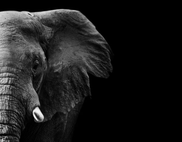 Powerful image of an Elephant in black and white