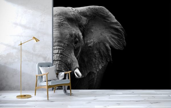 Powerful image of an Elephant in black and white - Image 2