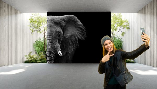 Powerful image of an Elephant in black and white - Image 3