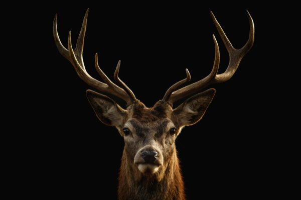 Red deer portrait on black background.
