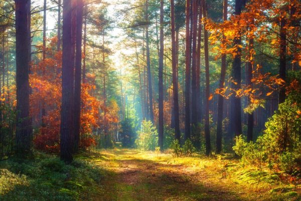 Amazing autumn forest in morning sunlight. Red and yellow leaves on trees in woodland. Golden forest landscape