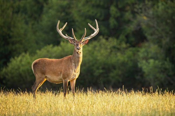 Sunlit red deer, cervus elaphus, stag with new antlers growing facing camera in summer nature. - Image 2