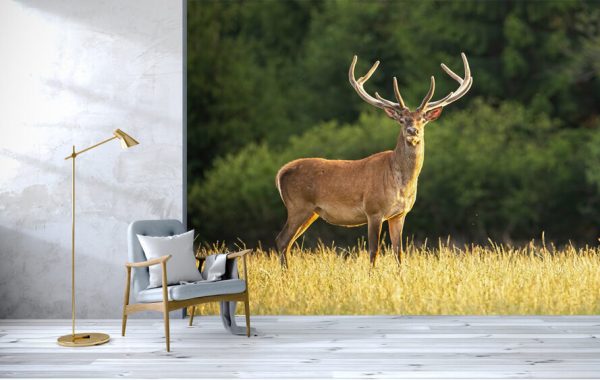 Sunlit red deer, cervus elaphus, stag with new antlers growing facing camera in summer nature. - Image 3