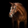 Elegant horse portrait on black background. Horse on dark background. - Image 2