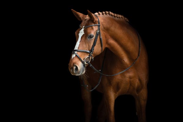 Elegant horse portrait on black background. Horse on dark background. - Image 2