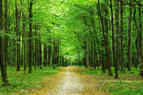 beautiful green forest in summer