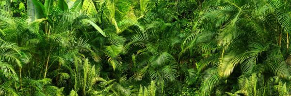 Beautiful green jungle of lush palm leaves - Image 3