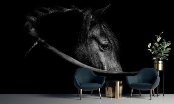 Fine art, low key horse picture Andalusian p.r.e. horse looking over shoulder with an eye that speaks - Image 2