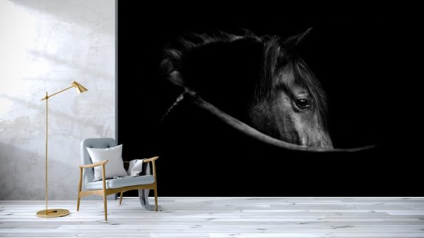 Fine art, low key horse picture Andalusian p.r.e. horse looking over shoulder with an eye that speaks - Image 3