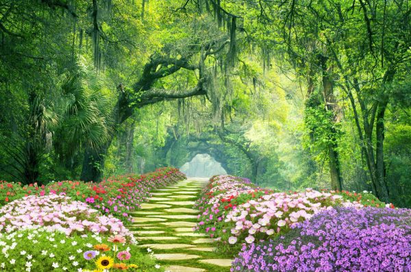 Charleston SC Dirt Road Forest Botany Bay Plantation Spanish Moss Edisto Island Deep South Live Oak Trees