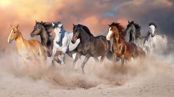 Horse herd run gallop in desert dust against dramatic sky