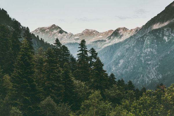 Coniferous Forest and Mountains Landscape Travel serene scenery summer green