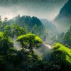 Exotic foggy forest. Jungle panorama, forest oasis. Foggy dark forest. Natural forest landscape. 3D illustration. - Image 2