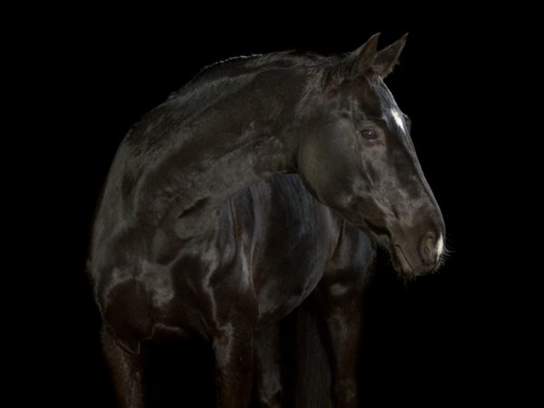 Black horse with smal white markings in a photo studio on black background, looking to the right side