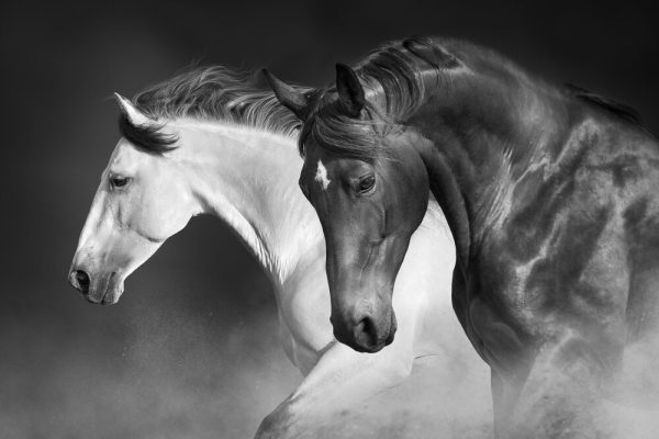 Horses run gallop in desert against sky - Image 2