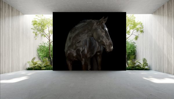 Black horse with smal white markings in a photo studio on black background, looking to the right side - Image 2
