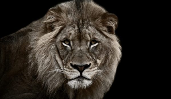 Big Great Dangerous Lion Cute Face - Image 2