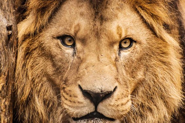 Closeup portrait of an African Lion - Image 2