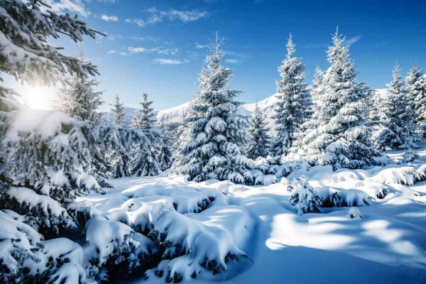 Majestic white spruces glowing by sunlight - Image 2
