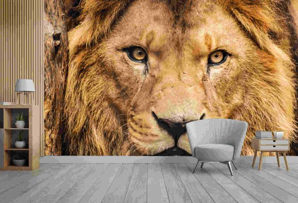 Closeup portrait of an African Lion