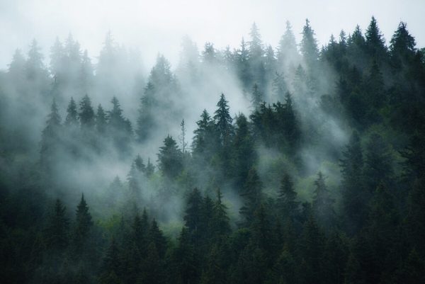 Misty landscape with fir forest in hipster vintage retro style - Image 2