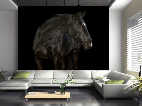 Black horse with smal white markings in a photo studio on black background, looking to the right side - Image 3