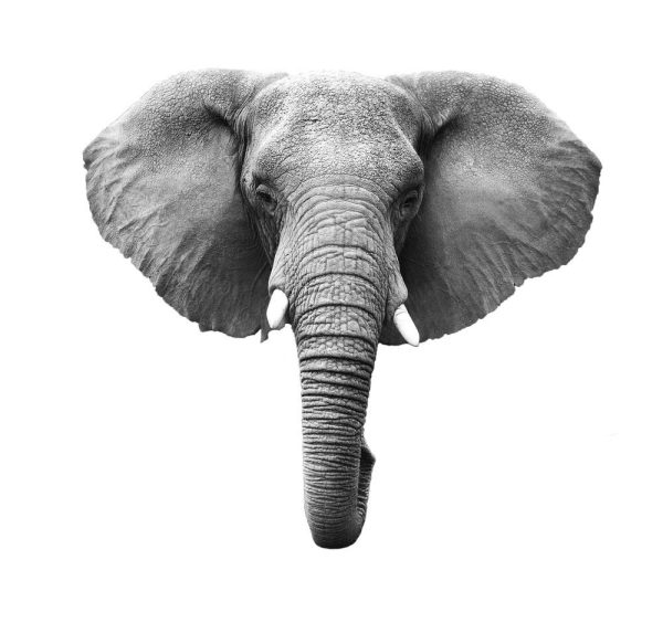 Elephant Head Isolated on White