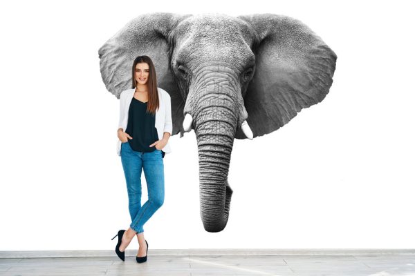 Elephant Head Isolated on White - Image 3