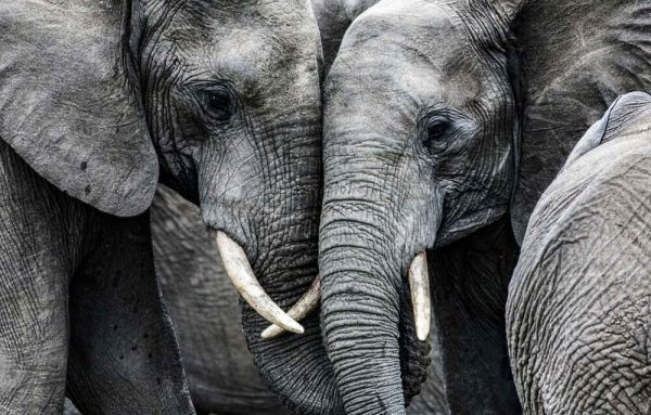 Elephants