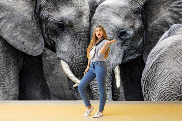 Elephants - Image 3