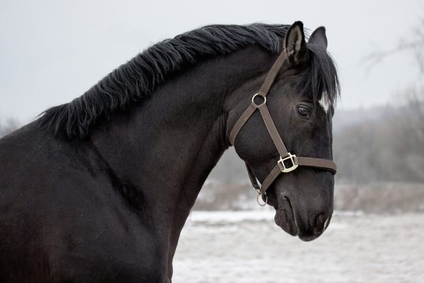 Portrait of a black stallion - Image 2