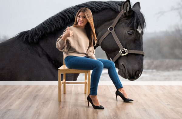 Portrait of a black stallion