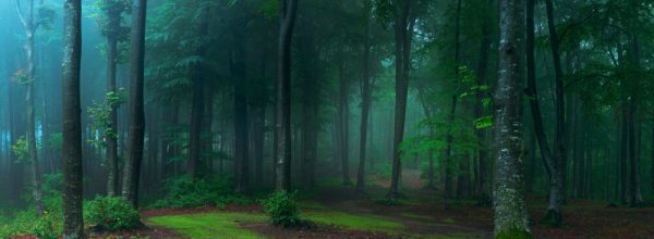 Panorama of foggy forest. Fairy tale spooky looking woods in a misty day. Cold foggy morning in horror forest - Image 2