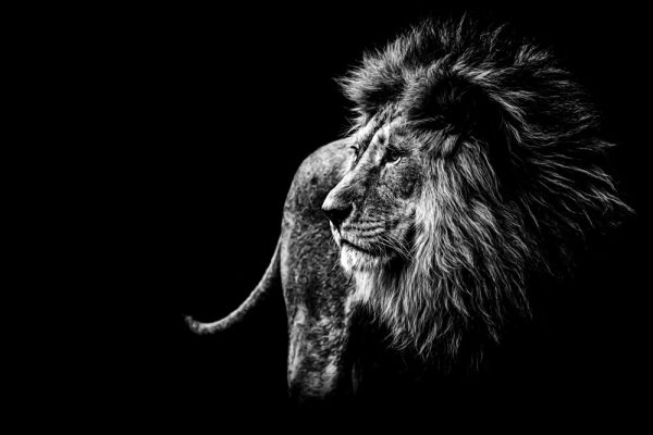 Lion in black and white - Image 2