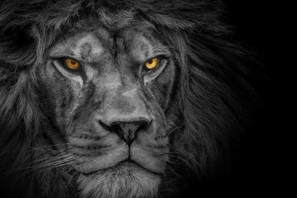 Lion king , Portrait Wildlife animal