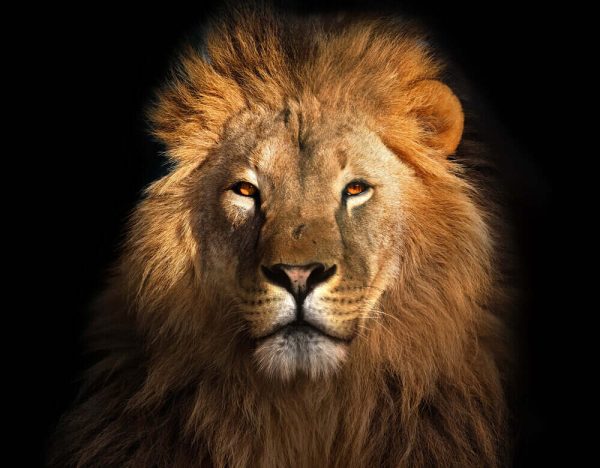 Lion king isolated on black