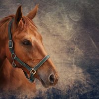 13. Drawing Red horse portrait oil painting on old vintage color grunge paper background